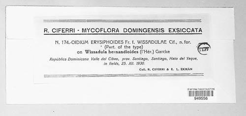 Oidium erysiphoides f. wissadulae image